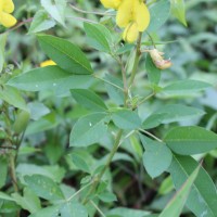 Crotalaria micans Link